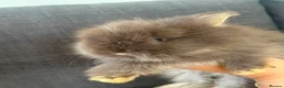 Lionhead rabbits for sale: Beautiful Baby Lionhead Bunnies  - Advert 4