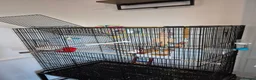 Cockatiels birds for sale: Female cockatiel and set up in York - Advert 4