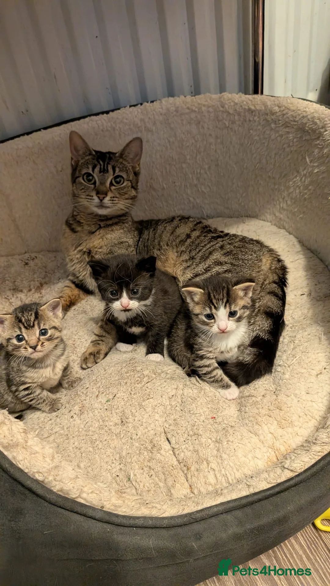 Domestic Shorthair cats for sale: 3 adorable kittens in need of loving home  in Walsall - Advert 1