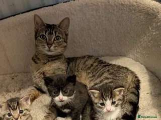 Domestic Shorthair cats 3 adorable kittens in need of loving home - Advert 7