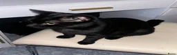 Domestic Shorthair cats for sale: Beautiful domestic shorthair cat in Nottingham - Advert 2