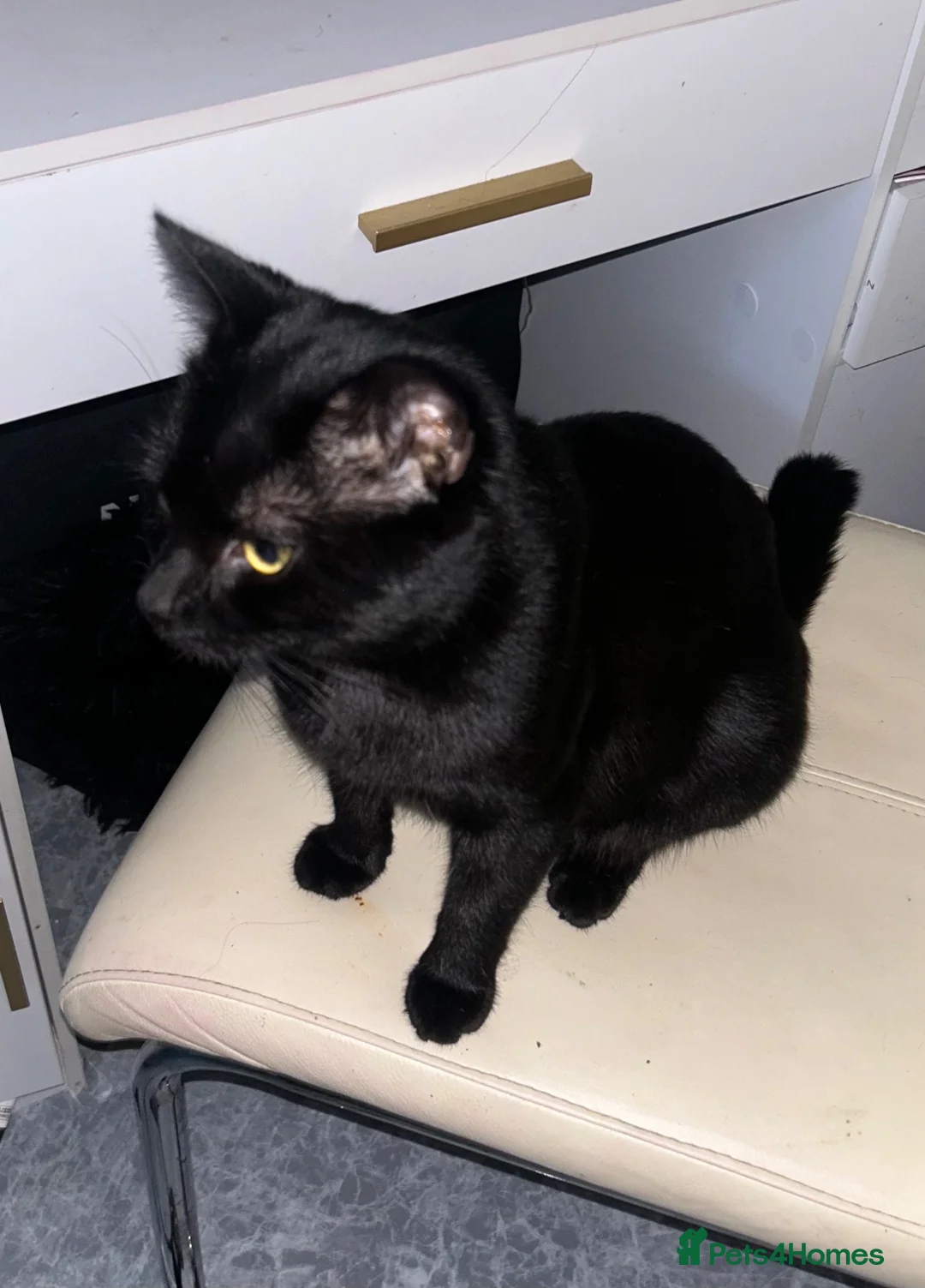Domestic Shorthair cats for sale: Beautiful domestic shorthair cat in Nottingham - Advert 2