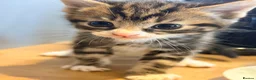 Mixed Breed cats for sale: Kittens for sale  - Advert 11