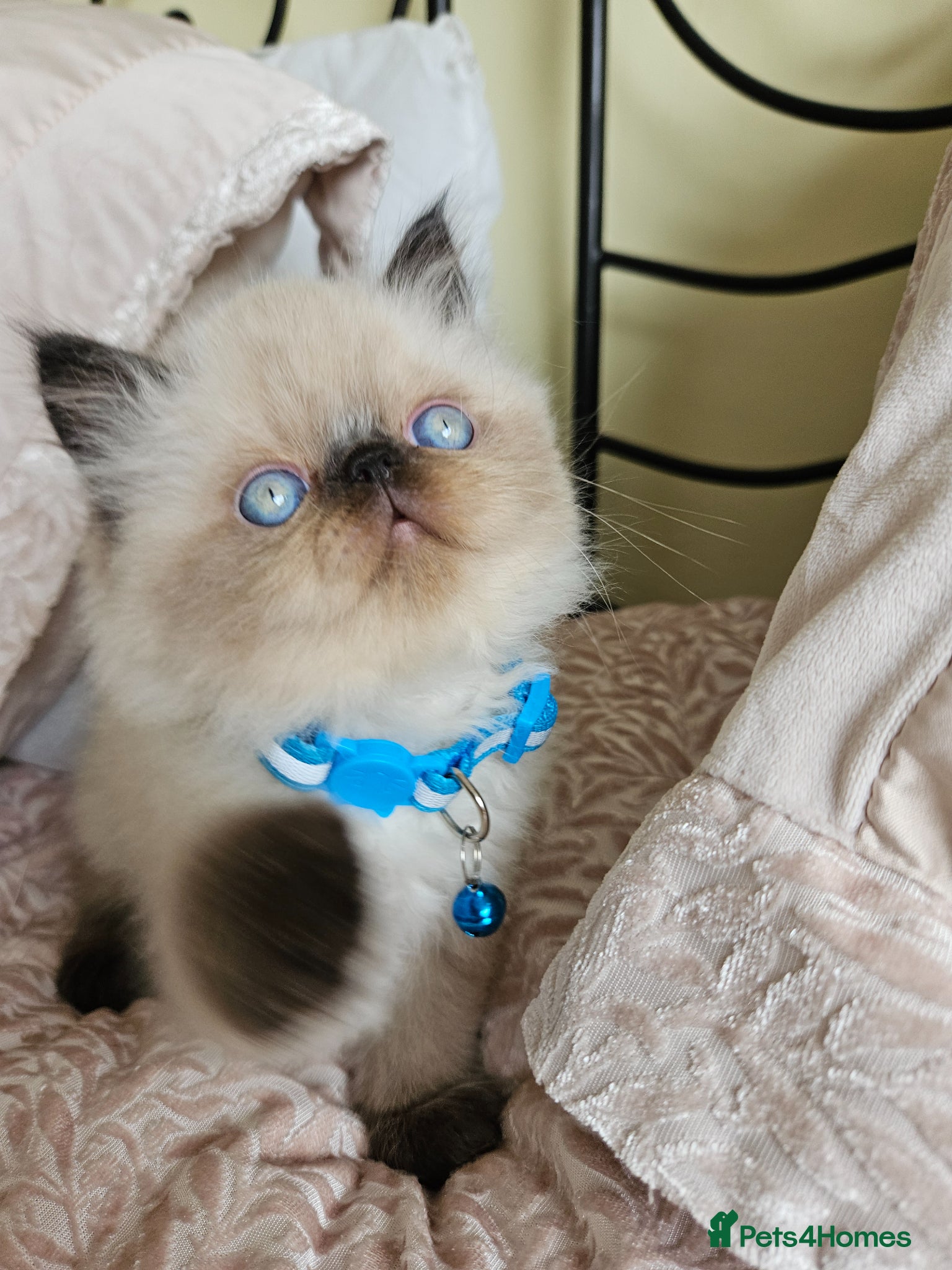 Persian cats for sale:  😻 Stunning Pedigree Persian Kittens😻 - Advert 7