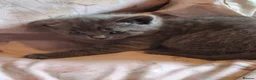 Mixed Breed cats for sale: Female kitten in Ipswich - Advert 5