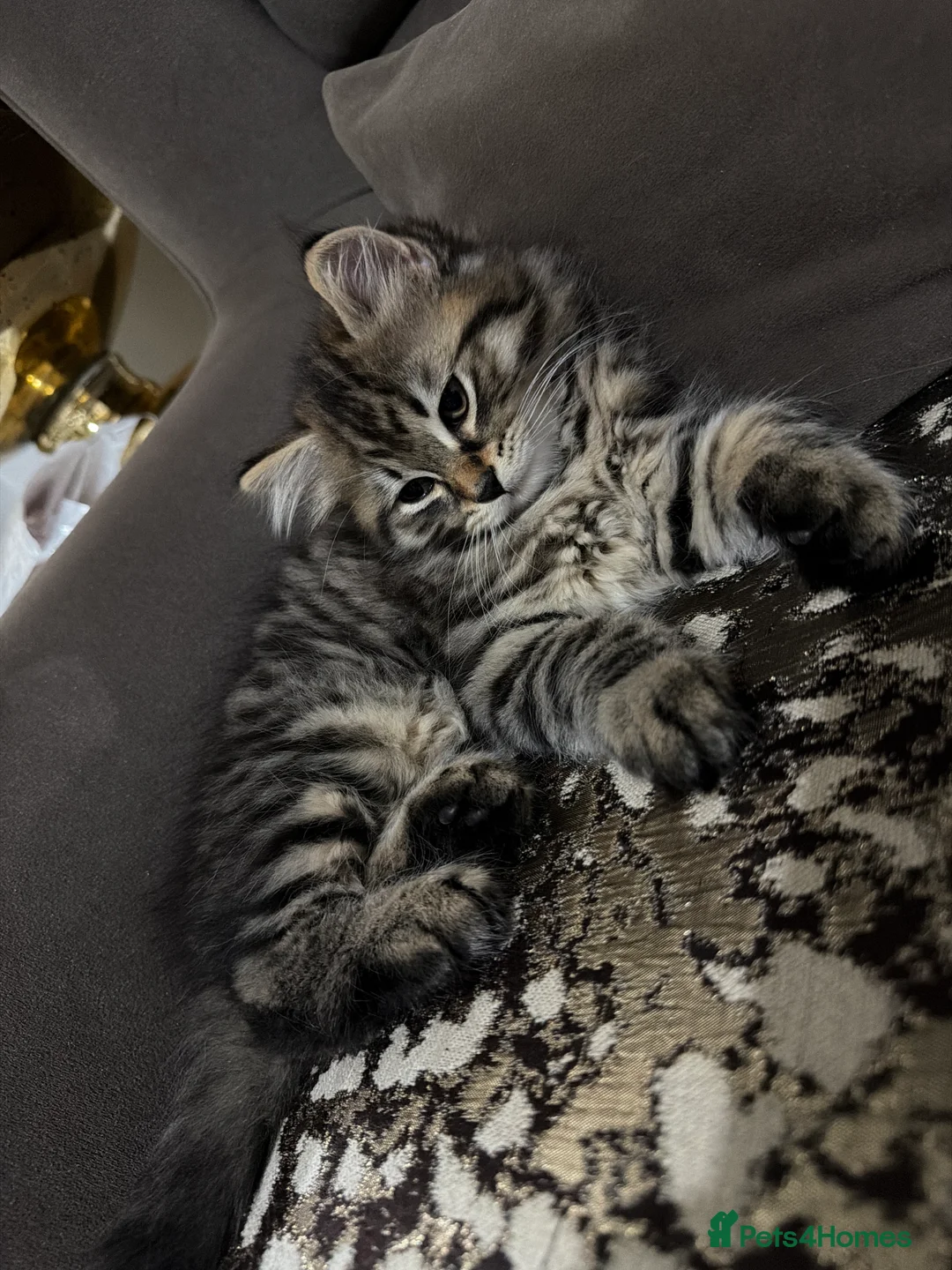 British Shorthair cats for sale: Kitten  - Advert 4