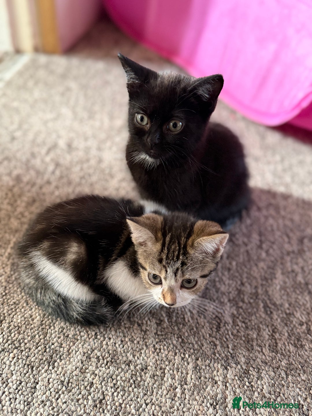 Mixed Breed cats for sale: Beautiful kittens ready for new home  - Image 17
