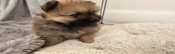 Pomeranian dogs for sale: 2 amazing males available - Advert 7