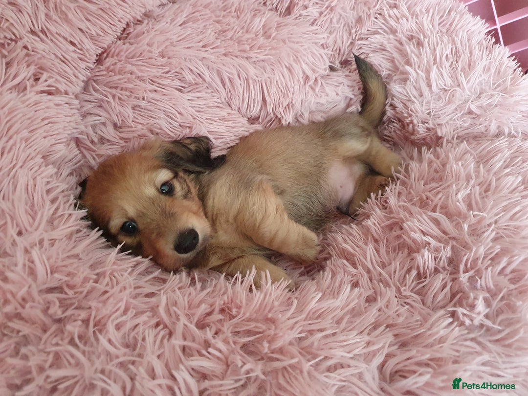 Miniature Dachshund dogs for sale: Beautiful long haired mini dachshunds - Advert 21