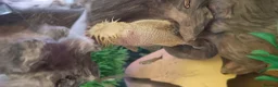 Plecos fish for sale: Albino bristlenose pleco babies and guppy fry  in Waterlooville - Advert 6