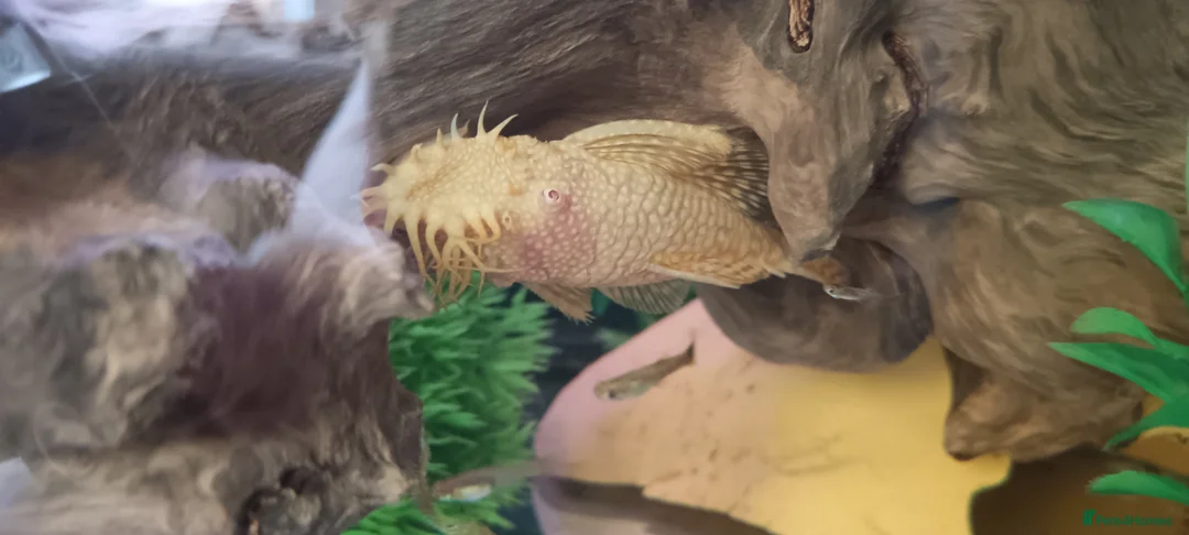 Plecos fish for sale: Albino bristlenose pleco babies and guppy fry  - Advert 1