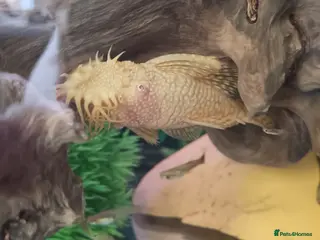 Plecos fish Albino bristlenose pleco babies and guppy fry - Advert 21