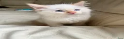 Ragdoll cats for sale: Ragdoll kittens  - Advert 10