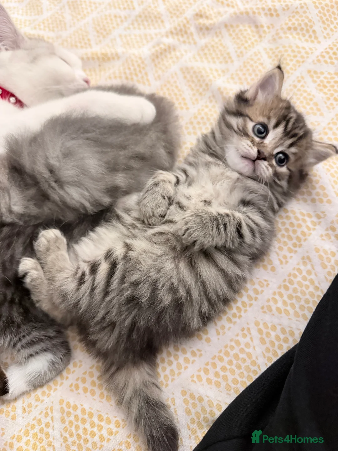 British Longhair cats for sale:  4 kitten Bsh & blh - Advert 3