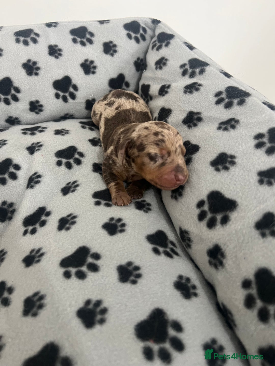 Dachshund dogs for sale: Chocolate try/dapple - Image 2