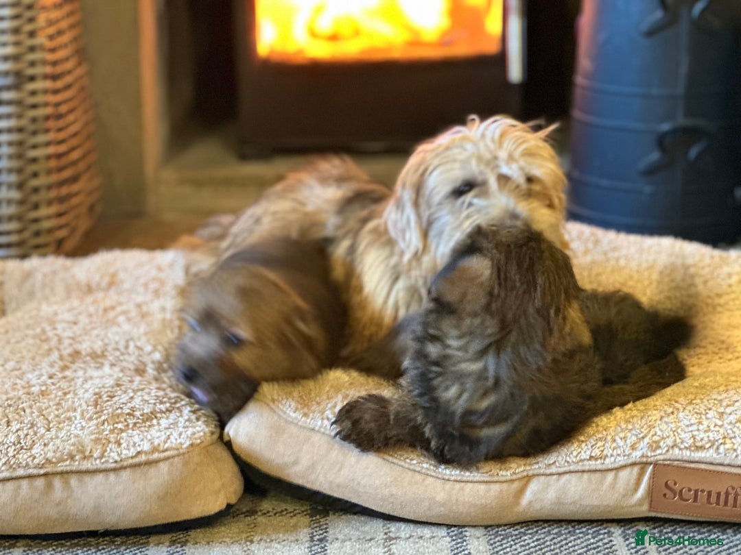 Norfolk Terrier dogs for sale: Stunning kc reg norfolk terrier boys  - Advert 25