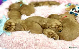 Cocker Spaniel dogs for sale: Top Quality KC Show Cockers FN PRCD-PRA CLEAR - Image 17