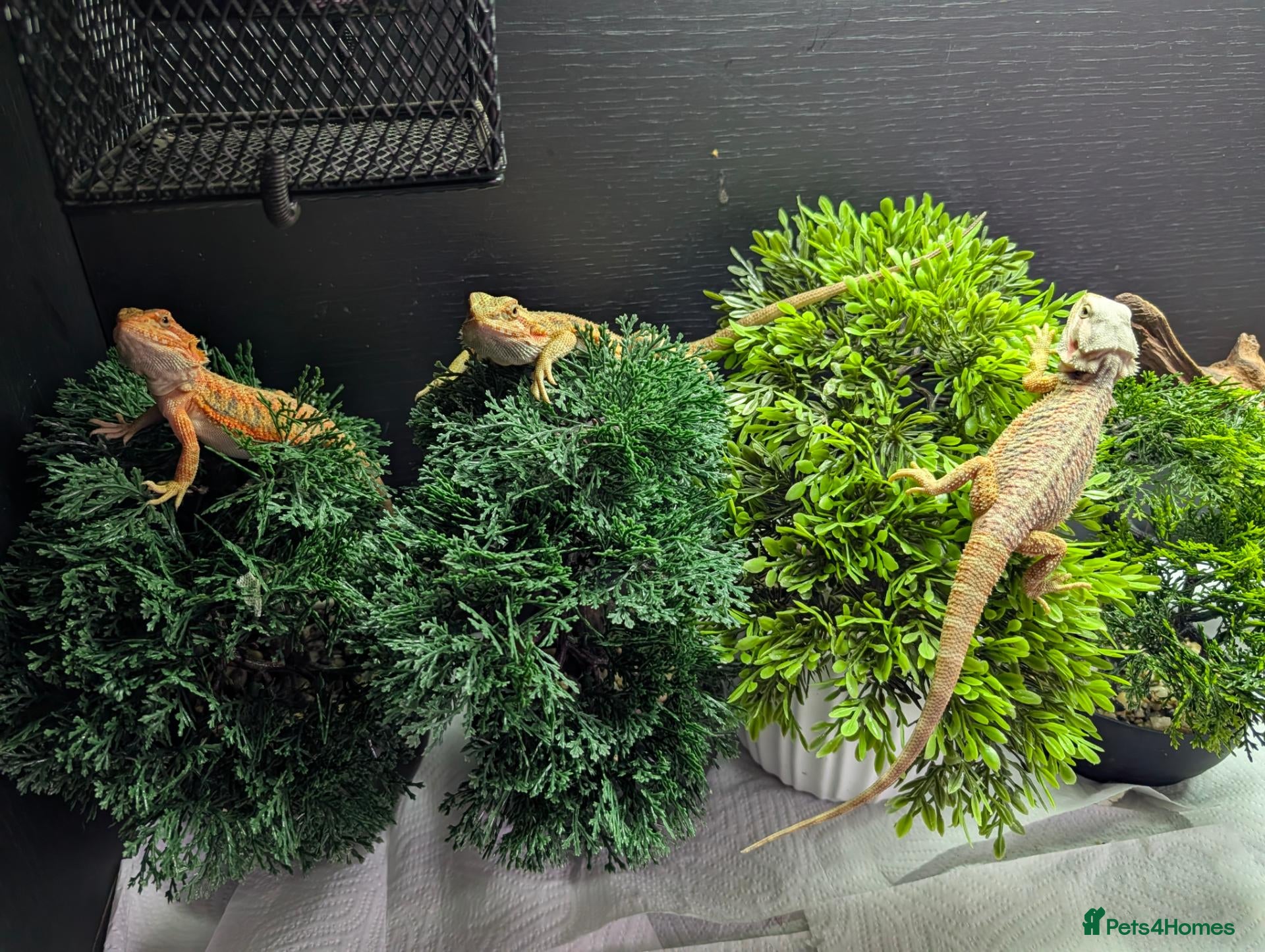 Bearded Dragon reptiles Reduced for good homes  - Advert 6