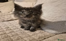 Maine Coon cats for sale: HUGE REDUCTION LAST MAINE COON KITTENS - Advert 8