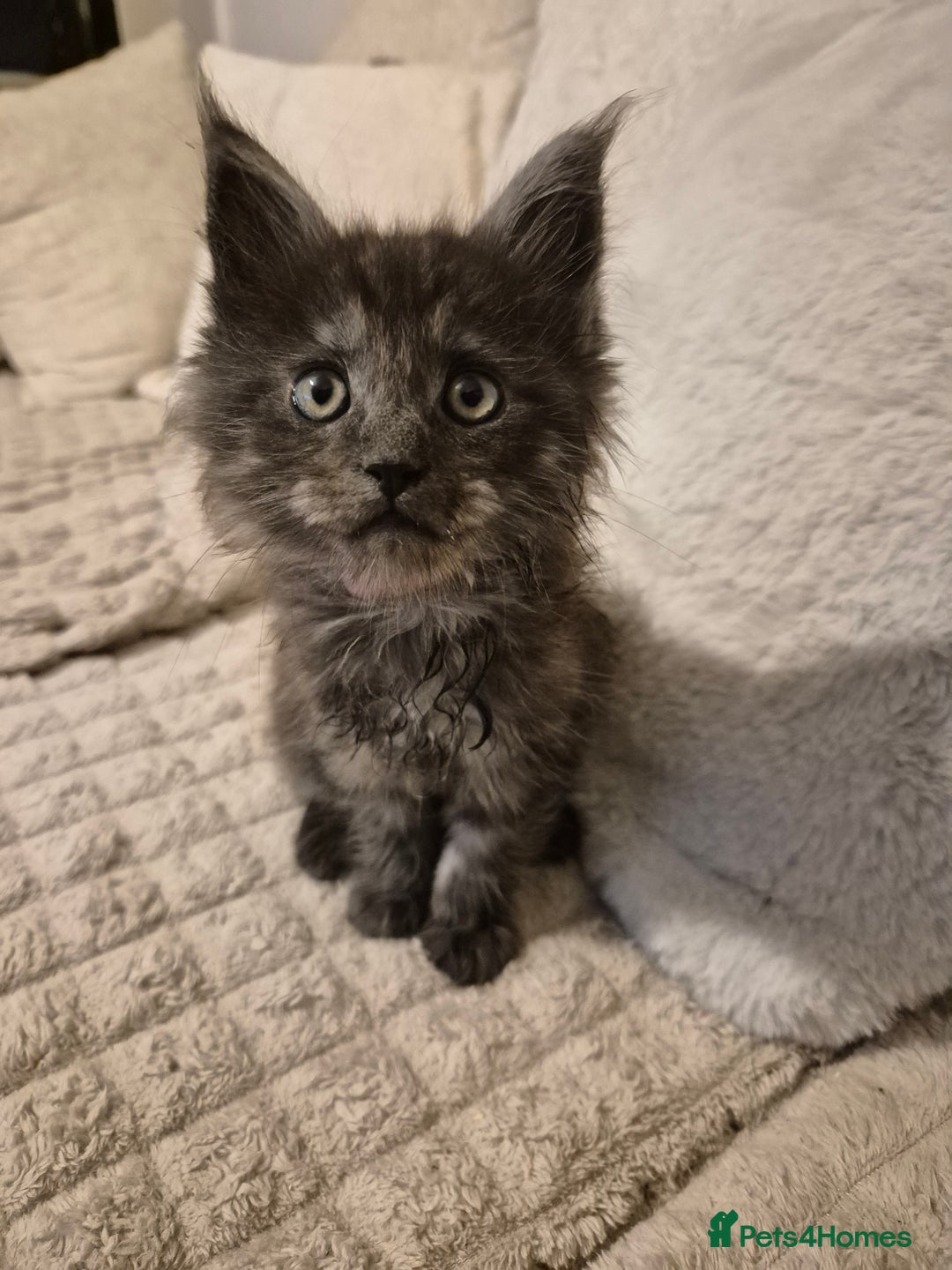 Maine Coon cats for sale: HUGE REDUCTION LAST MAINE COON KITTENS - Advert 8