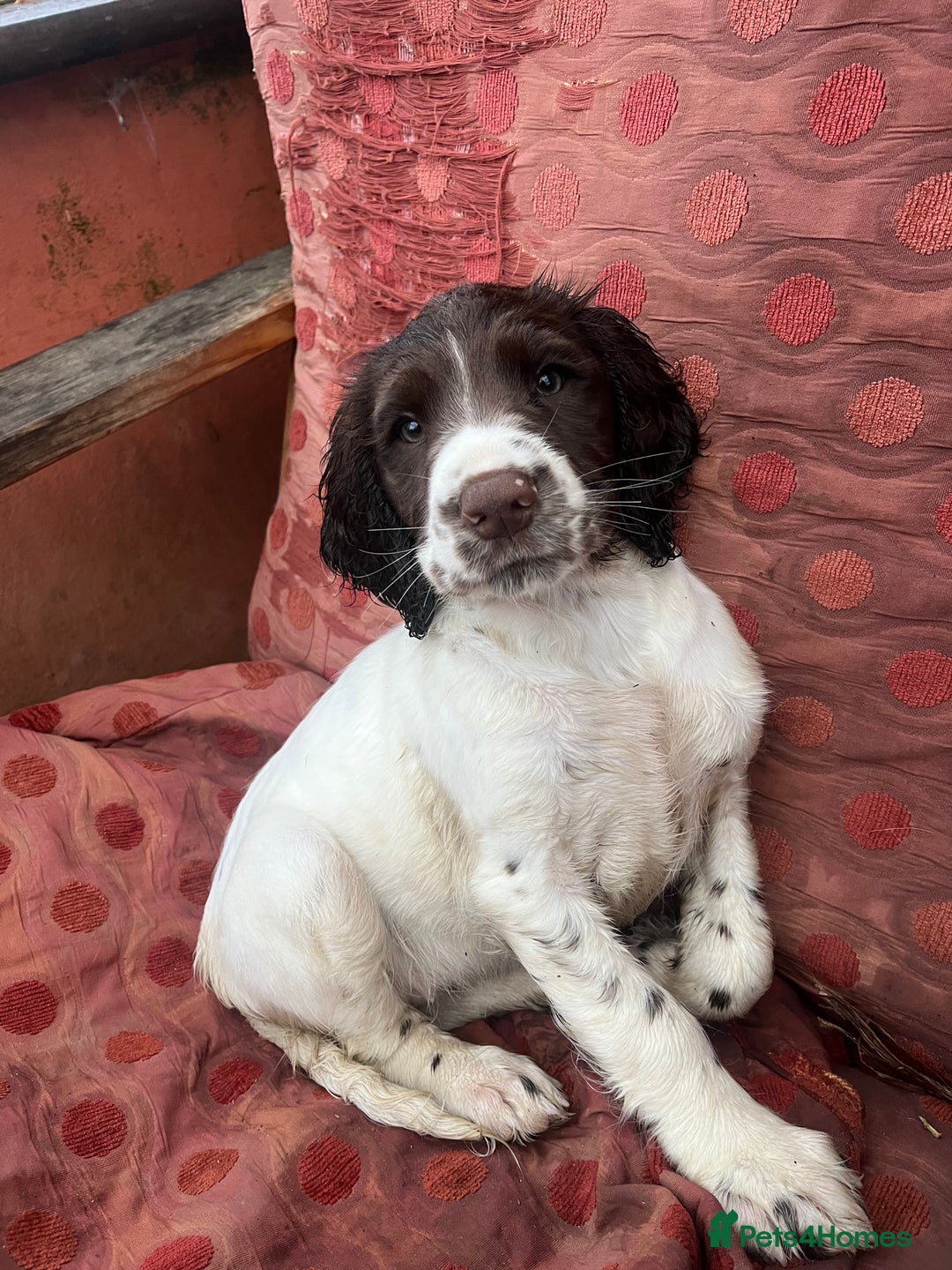 English Springer Spaniel dogs for sale: Springer spaniel puppies - Advert 23