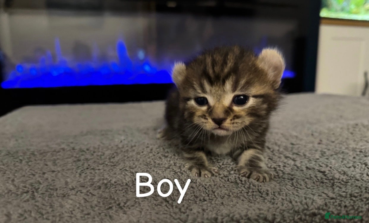 Mixed Breed cats Sphynx cross kittens  in Nottingham - Advert 1