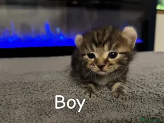 Mixed Breed cats Sphynx cross kittens in Nottingham - Advert 1