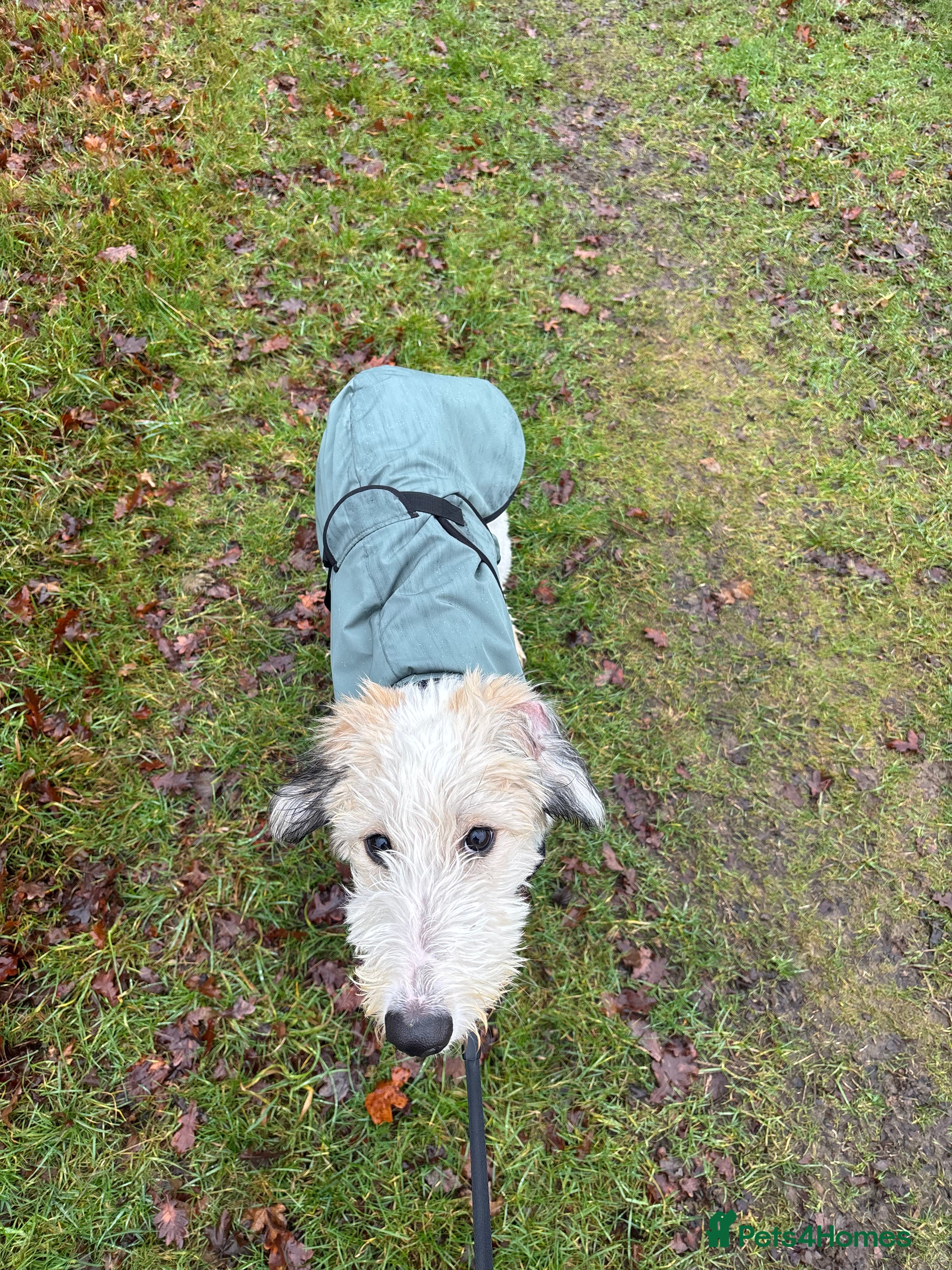 Lurcher dogs Barney the three legged lurcher 💕💕 - Advert 1