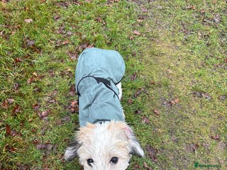 Lurcher dogs Barney the three legged lurcher 💕💕 - Advert 1