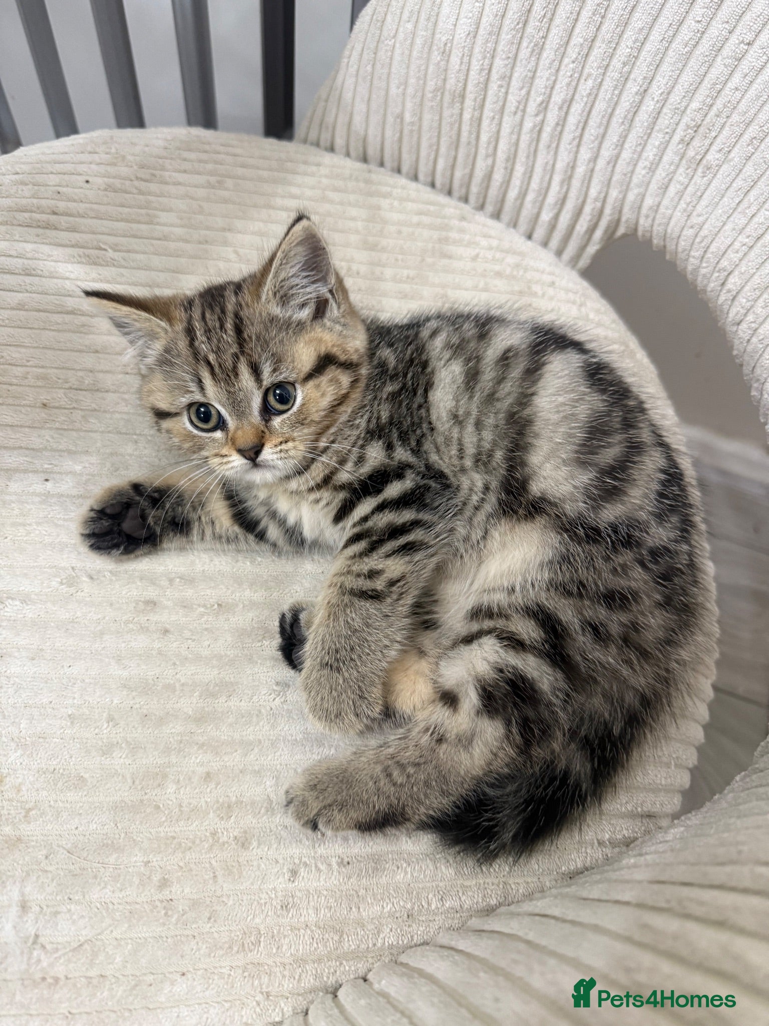 British Shorthair cats British shorthair kittens - Advert 11