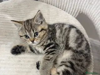 British Shorthair cats British shorthair kittens - Advert 11