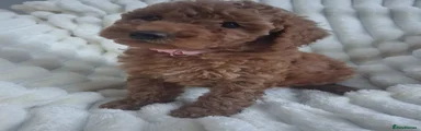 Miniature Poodle 3