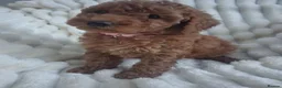 Miniature Poodle dogs for sale: Gorgeous red miniature poodle puppies ready now in Rochester - Advert 7