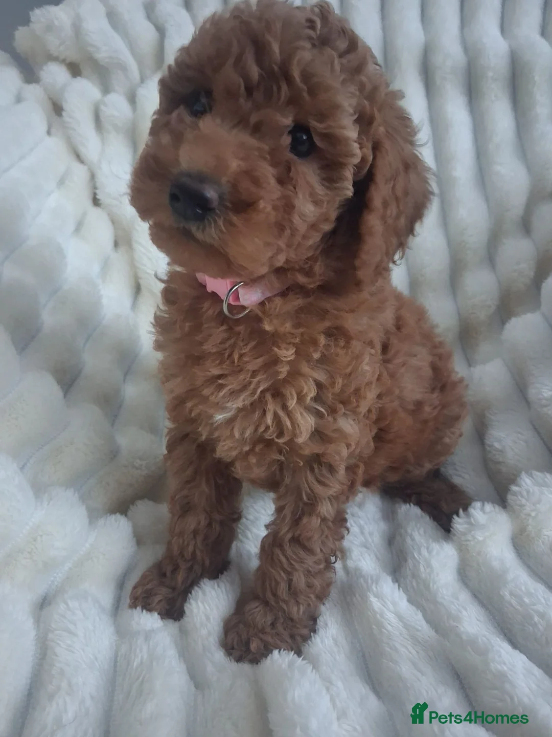 Miniature Poodle dogs for sale: Last 2 boys left miniature poodle puppies - Advert 18