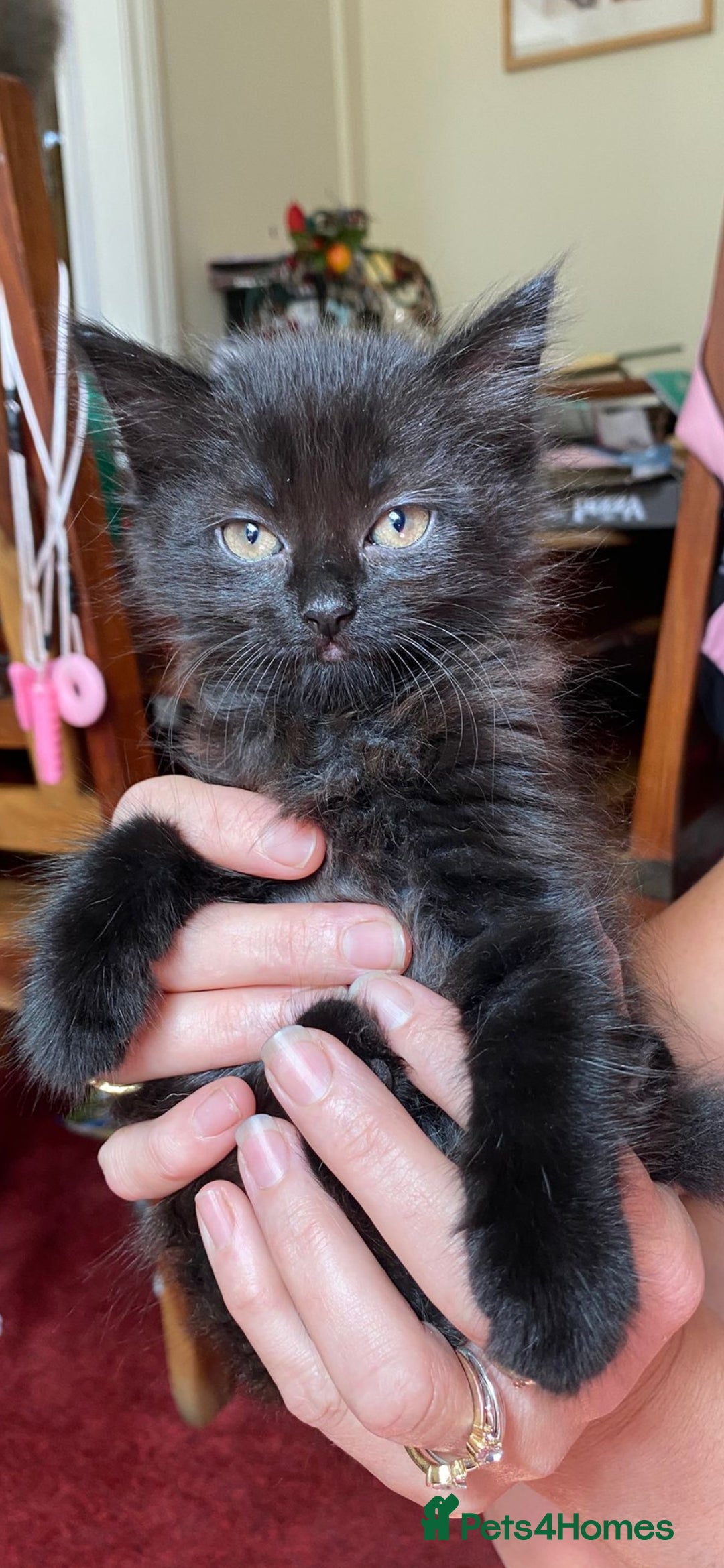 Mixed Breed cats for sale: Beautiful kittens  - Image 12