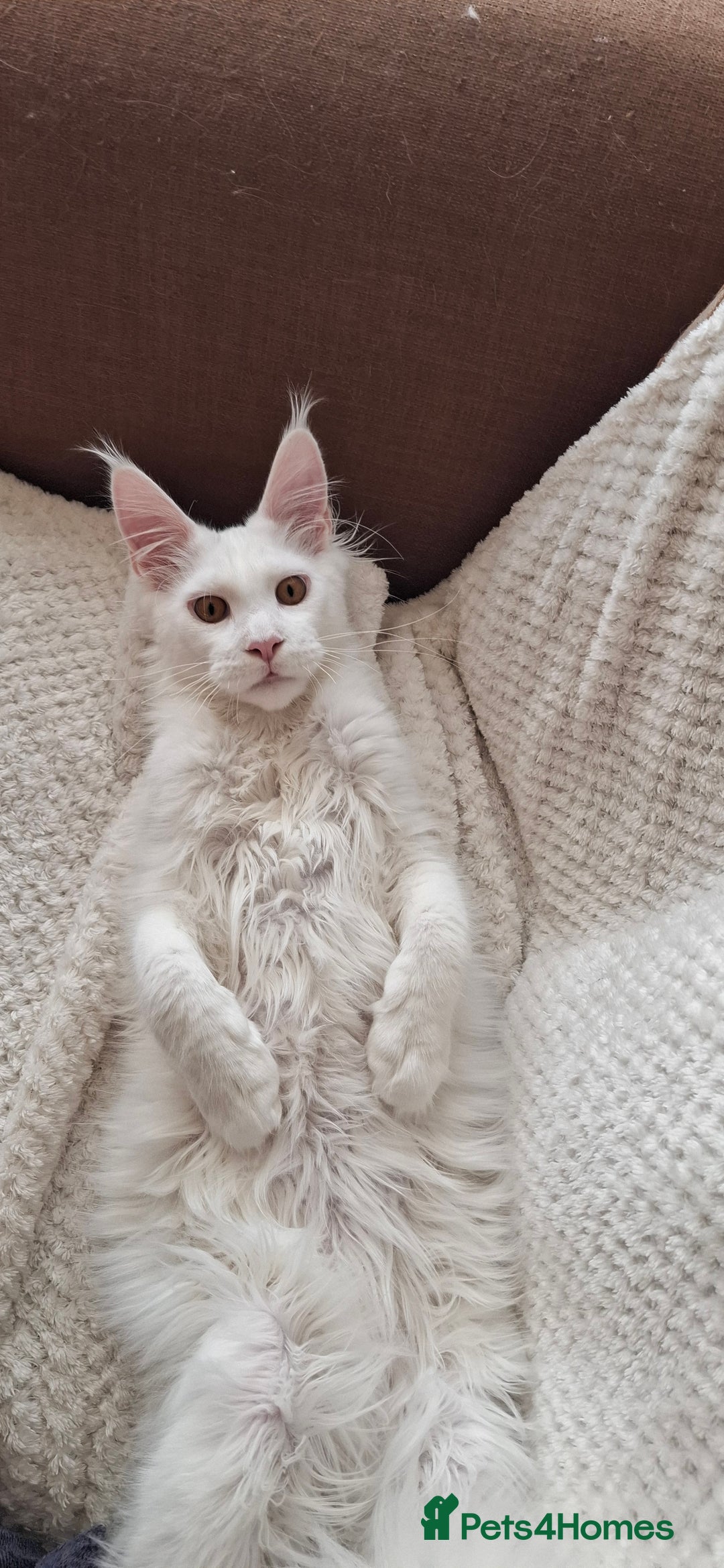 Maine Coon cats for sale: GCCF Maine Coon kitten boy - Advert 7