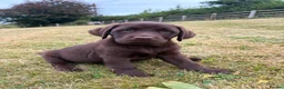 Labrador Retriever dogs for sale: 2 girls available Extenively health Tested READY - Advert 11