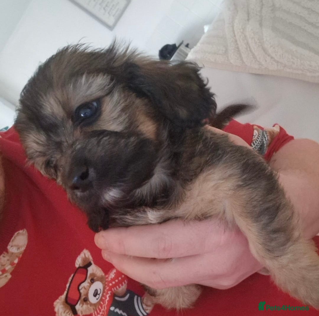 Mixed Breed dogs for sale: 6 Beautiful Daxichons - Advert 7