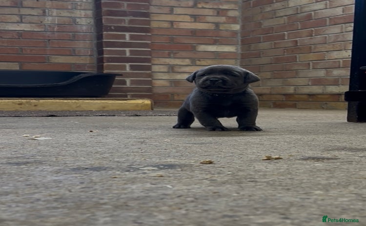 Labrador Retriever dogs - Advert 7