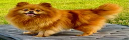 Pomeranian dogs for adoption: Juliet – Female Pomeranian (Young Rescue) - Advert 4