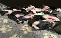 Boston Terrier dogs for sale: Beautiful Boston Terrier puppies  - Image 2