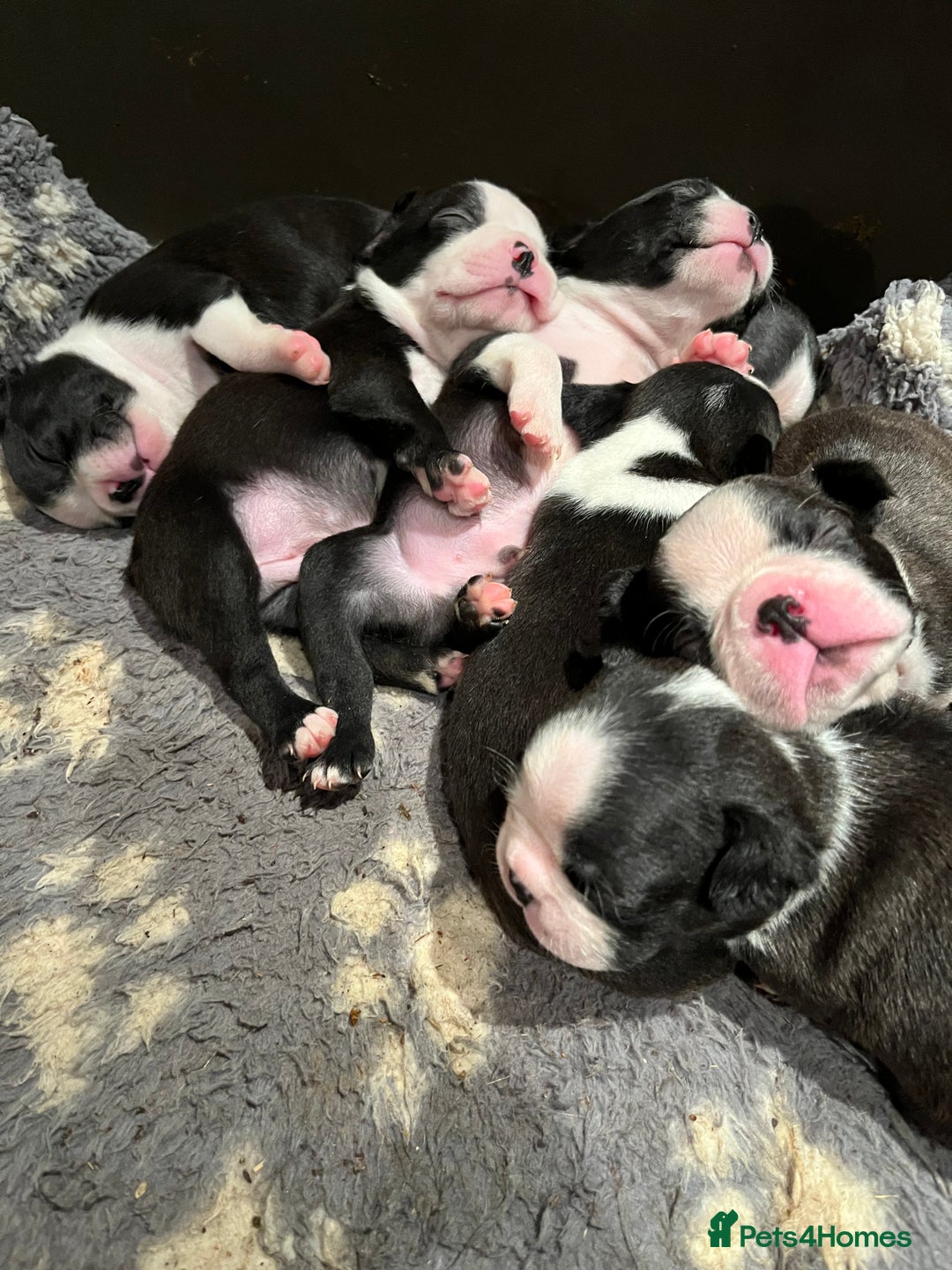 Boston Terrier dogs for sale: Beautiful Boston Terrier puppies  - Image 2
