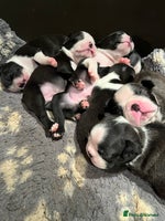 Boston Terrier dogs Beautiful KC registered Boston Terrier puppies - Advert 2