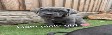 Cane Corso 6