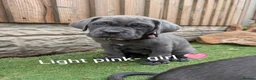 Cane Corso dogs for sale: Blue cane corso puppies  - Advert 12