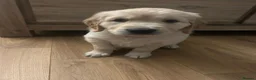 Golden Retriever dogs for sale: KC Golden Retriever Puppies ready in 10 days  - Advert 7