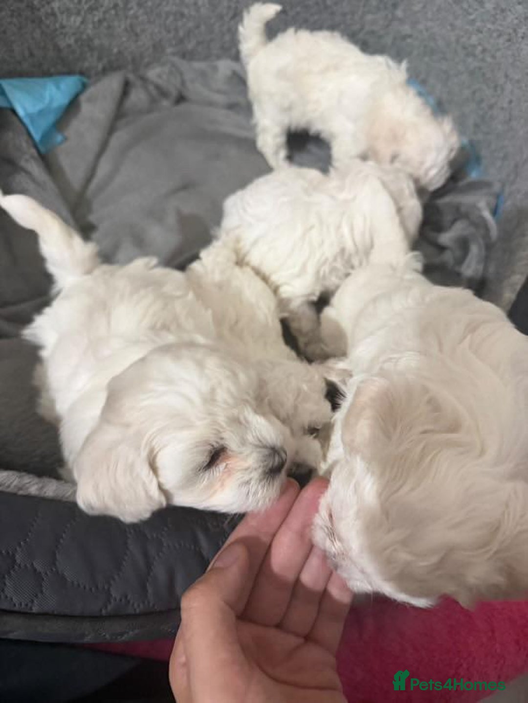 Bichon Frise dogs for sale: Bichon Puppies - Image 8