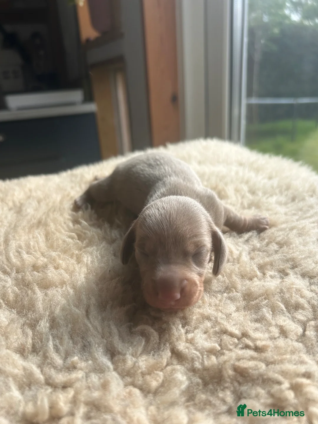 Miniature Dachshund dogs for sale: MINITURE DACHSHUND PUPPIES | DEVON in Sidmouth - Advert 2