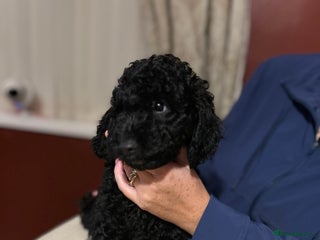 Cockapoo dogs F1b Cockapoo puppies only 1 boy &1 girl left now - Advert 15