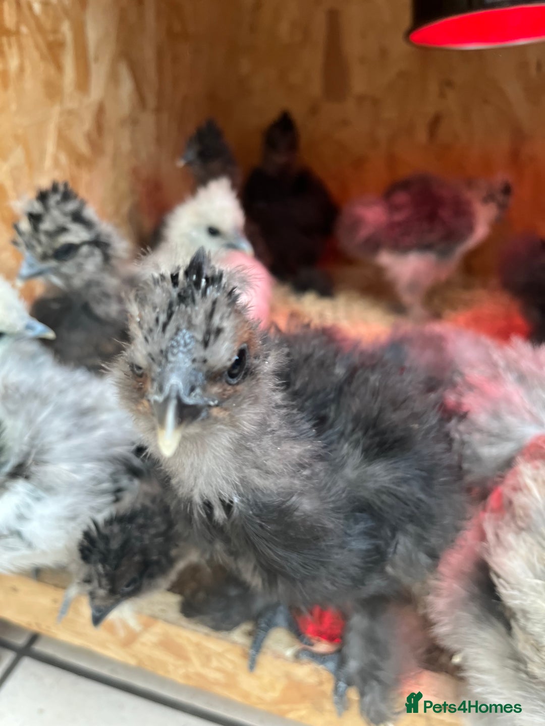 Chickens poultry for sale: Silkies - ducklings - Drakes - Advert 24